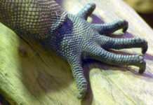 I rettili da compagnia 1171 0 rettili da compagnia_ok